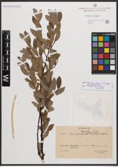 Salix bicolor subsp. basaltica (H. J. Coste) I. V. Belyaeva